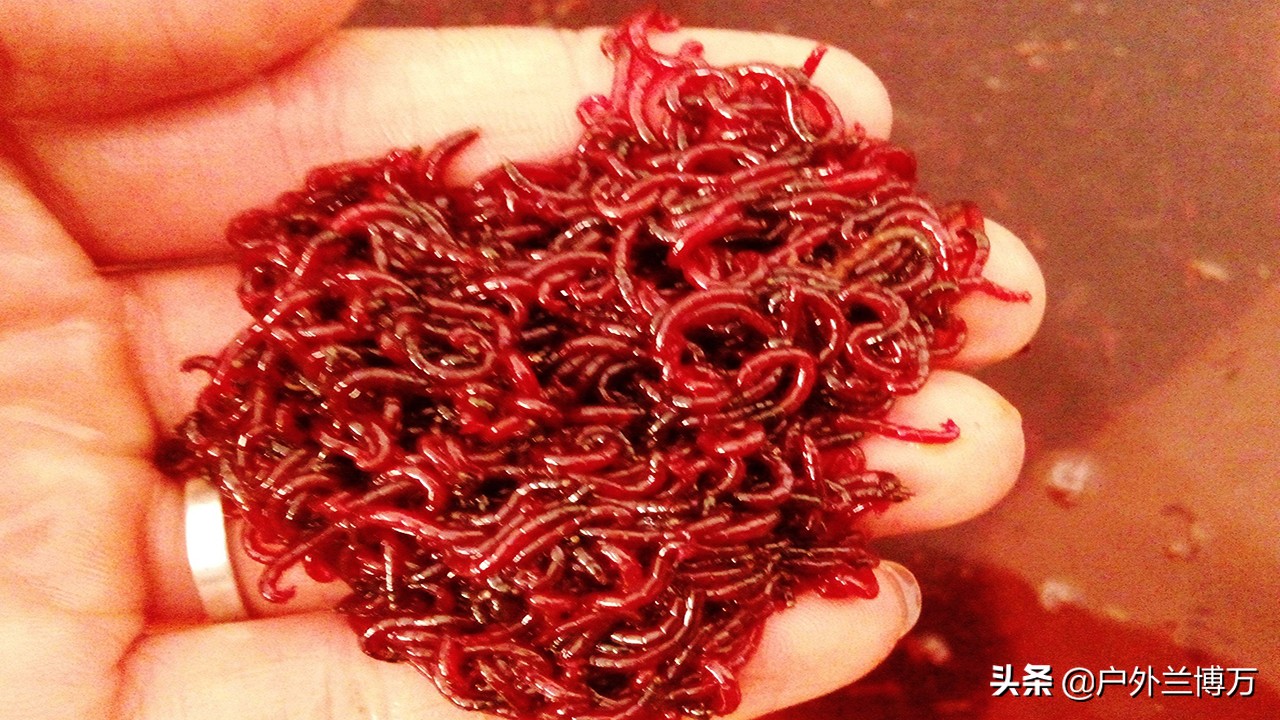 冬钓鲫鱼最好用的饵,深秋钓小鲫连杆为什么没有大板鲫