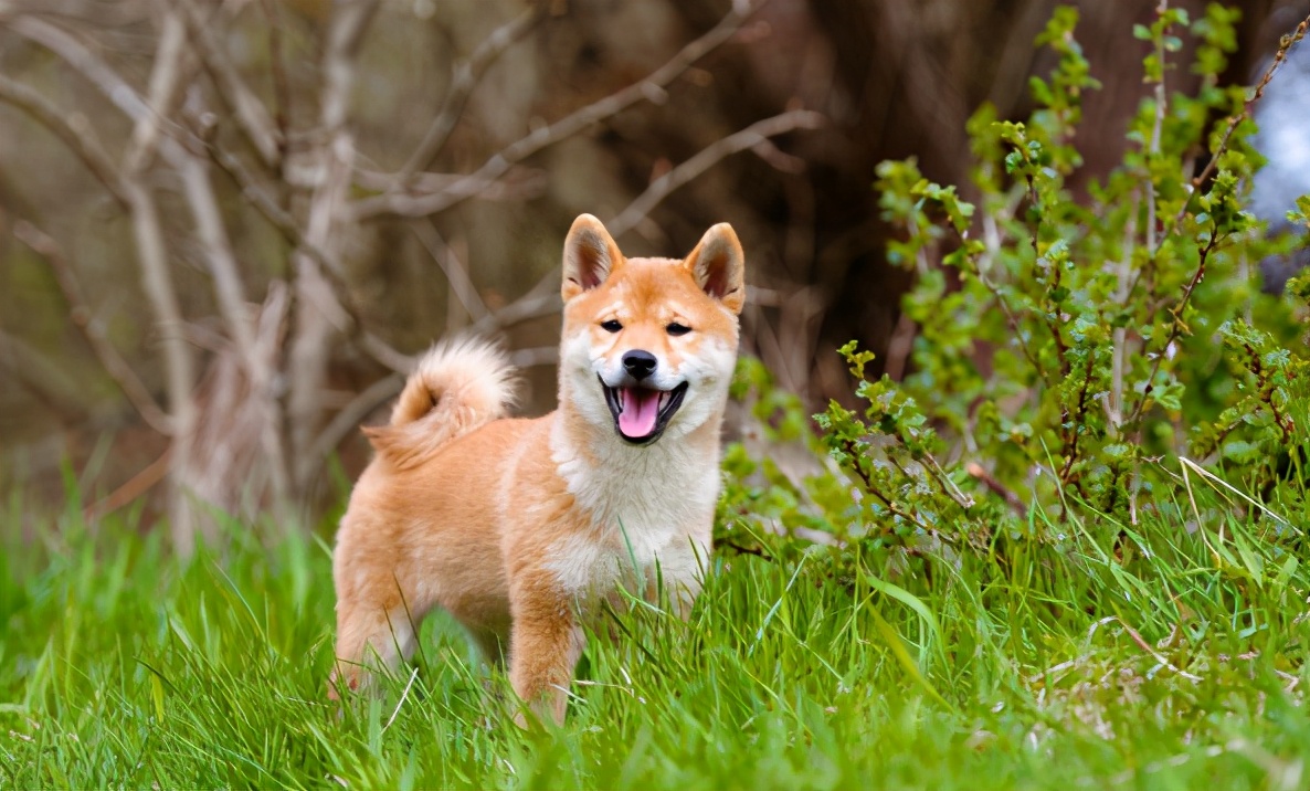 狗子很凶经常咬人怎么办,狗子经常打会记仇吗