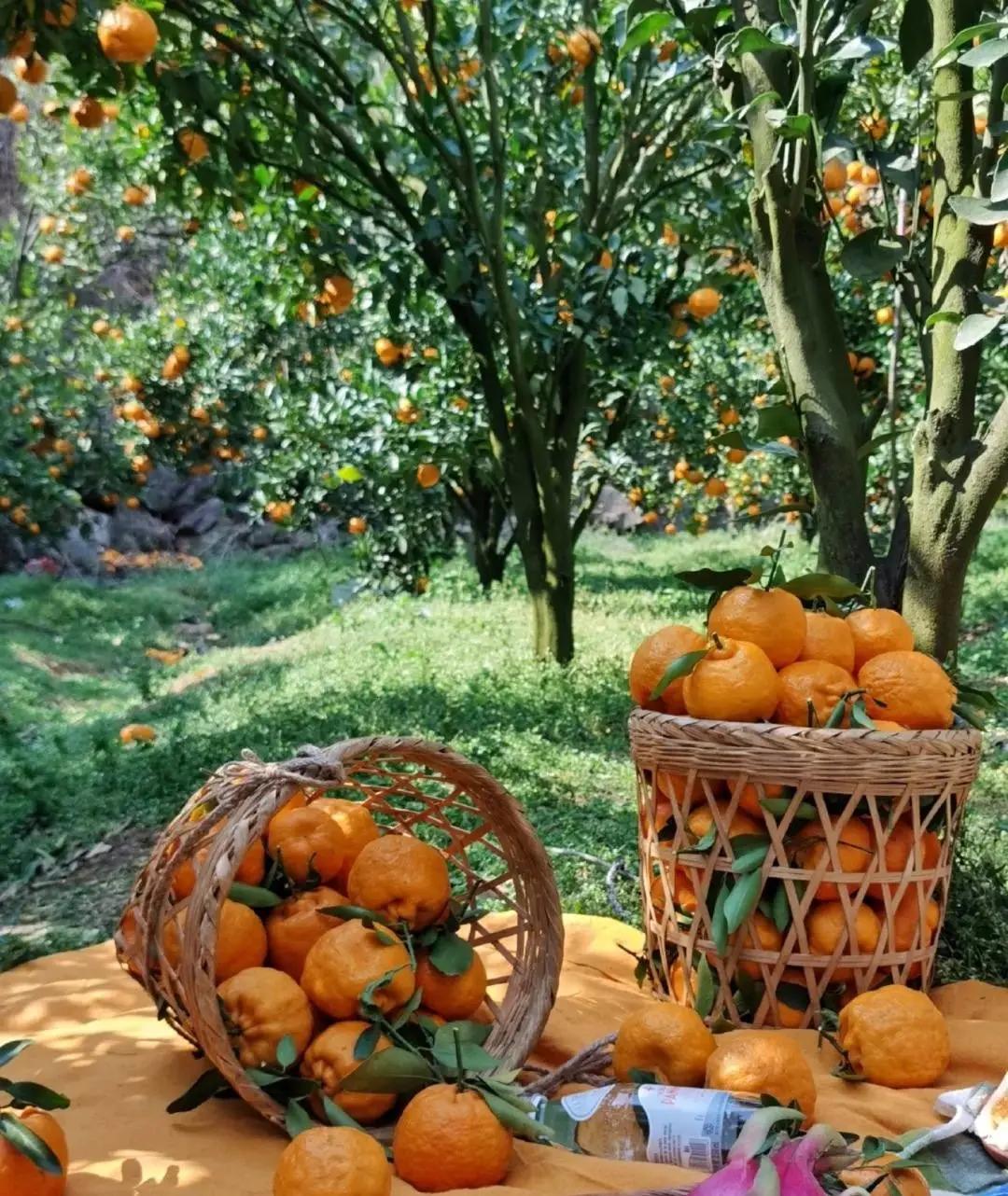 昆明亲子游自驾游攻略推荐路线,昆明周末亲子游十大好去处