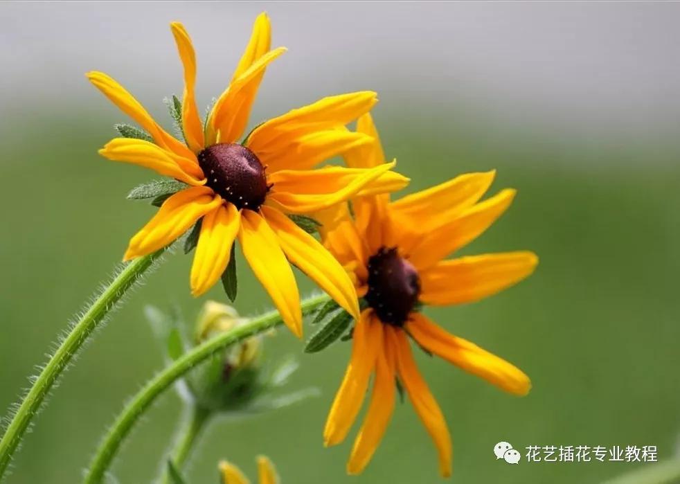 20种常见的菊科植物有哪些,哪些菊科植物好养