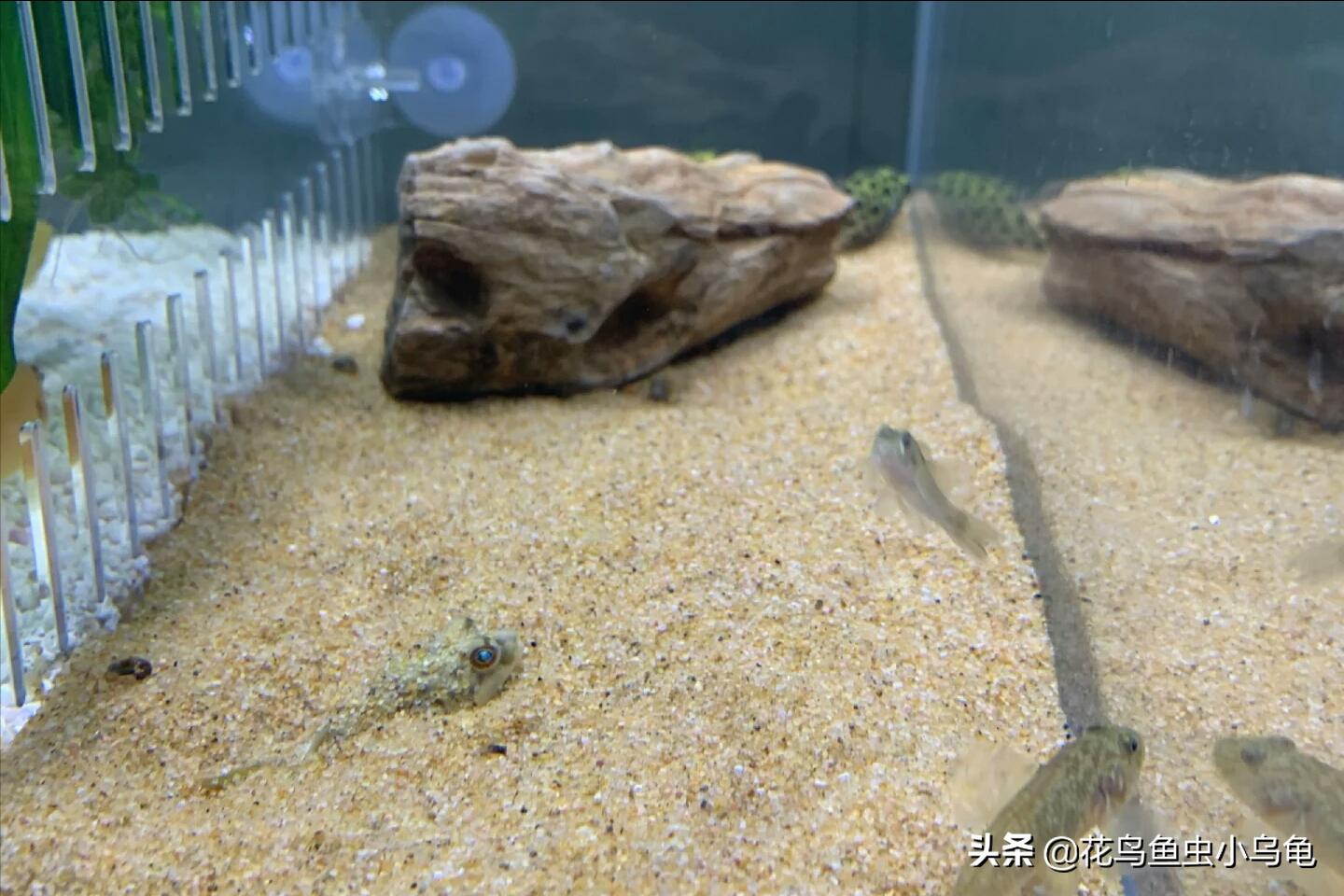 世界上最聪明的狗头鱼,斑马狗头鱼和罗汉鱼哪个互动性好