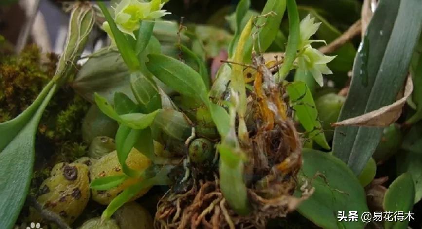 石斛分类小知识,石斛多少种哪一种比较好