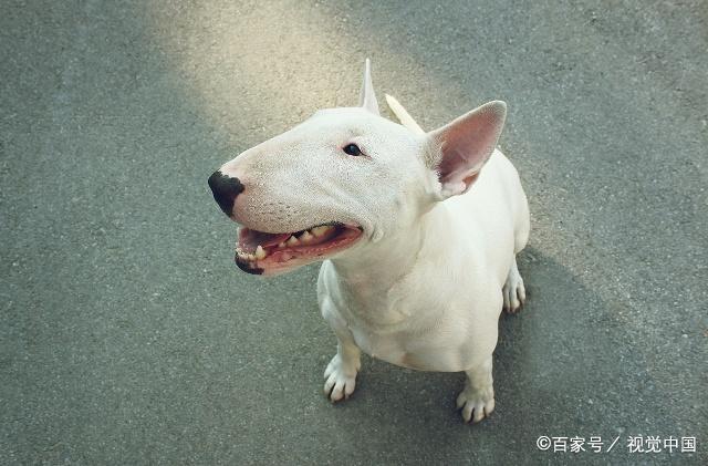 狗狗的种类图片,双鱼座狗狗性格特点