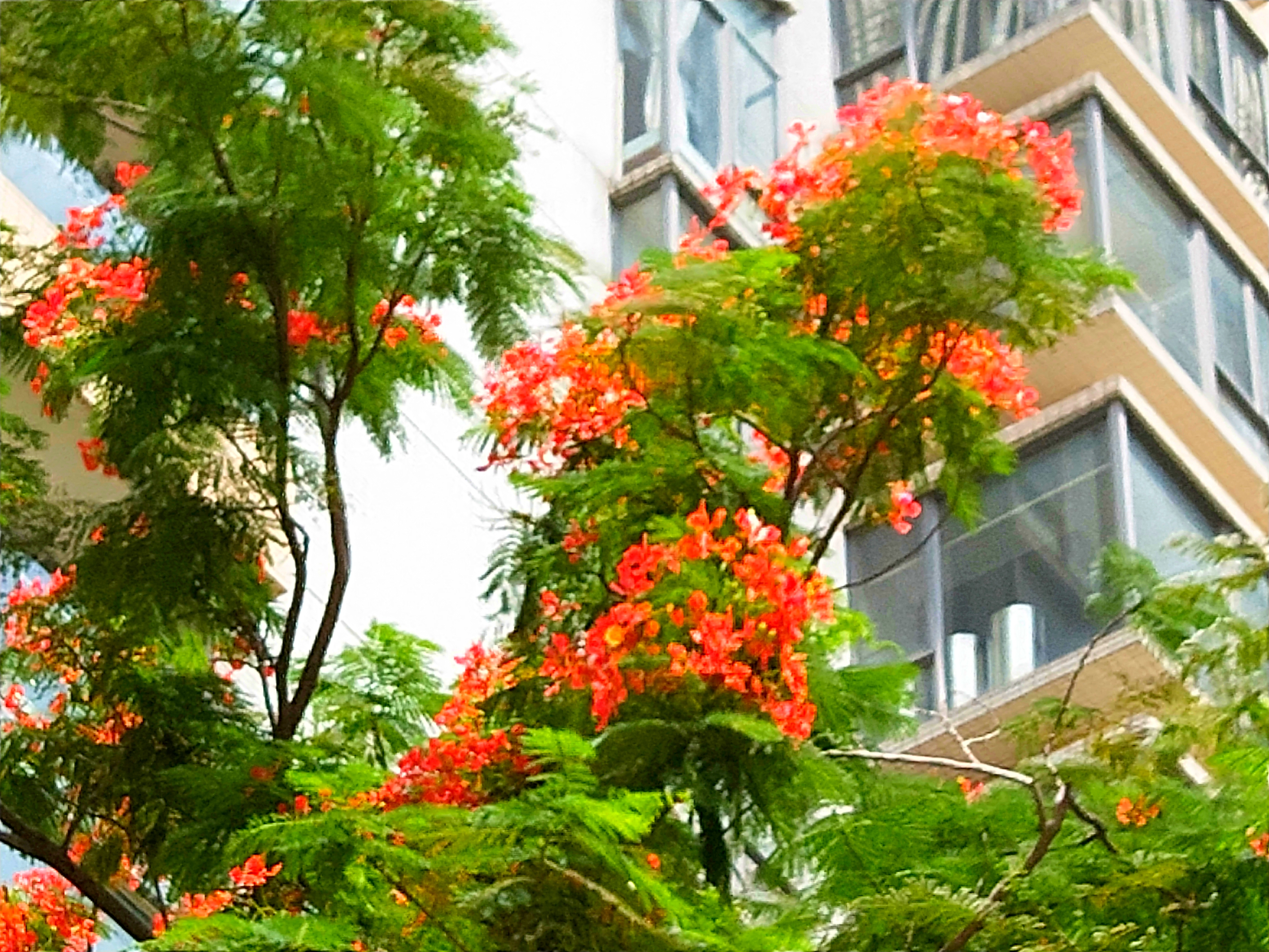 满树红红的花,满树盛开的石榴花