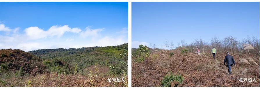 达州道地药材天麻,正宗中药材天麻