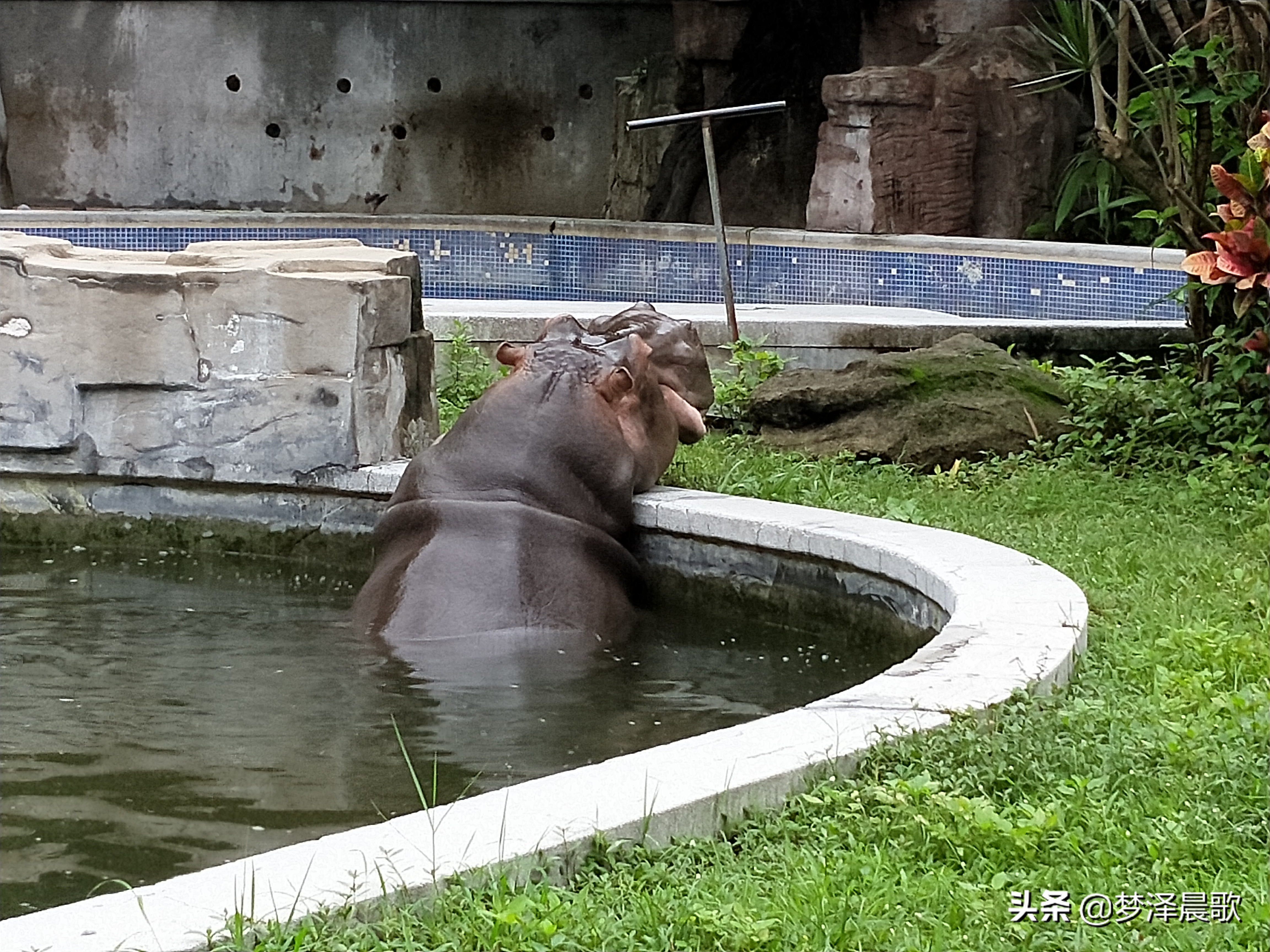 憨憨的河马有多厉害,憨厚的河马