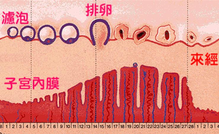 女性月经量少是什么原因引起的,女生月经量少是什么原因怎么调理