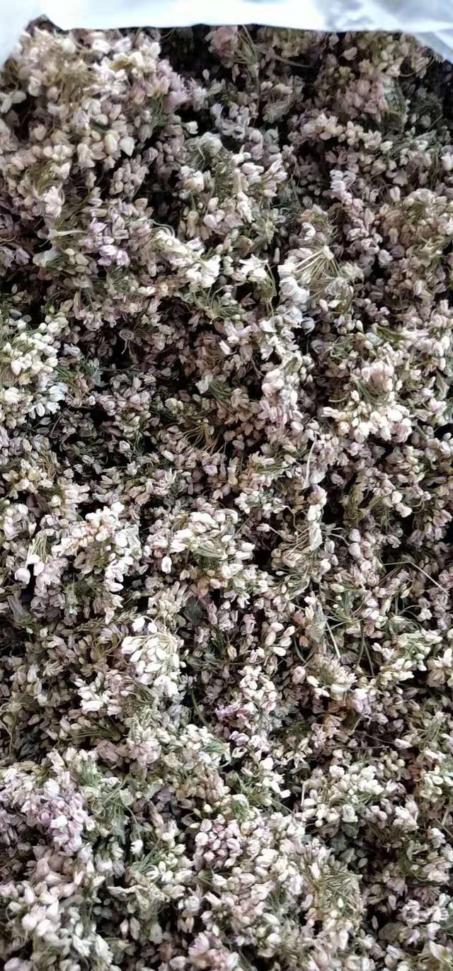 高山韭百合科葱属植物,山韭百合科葱属多年生草本植物