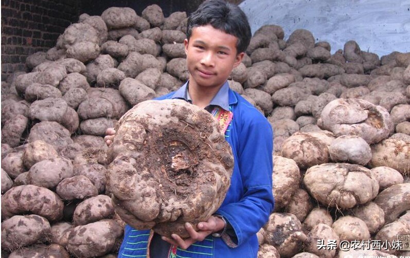 种植魔芋石灰粉可以撒在魔芋上吗,如何种植魔芋全过程