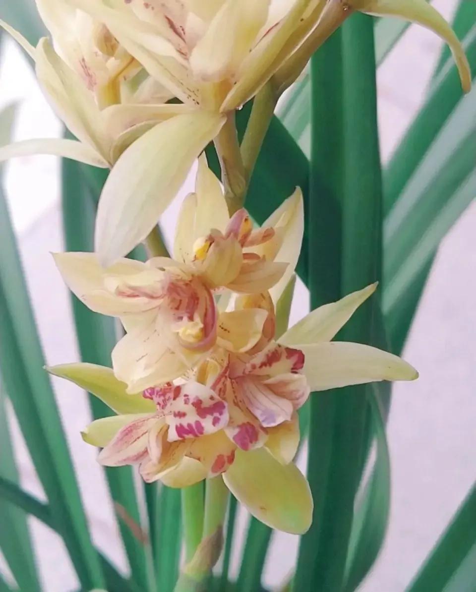 好看又好养的兰花有哪几种,推荐几款香味最好而且好养的兰花