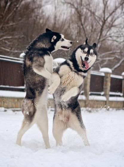 养哈士奇的好处,养哈士奇有什么好处