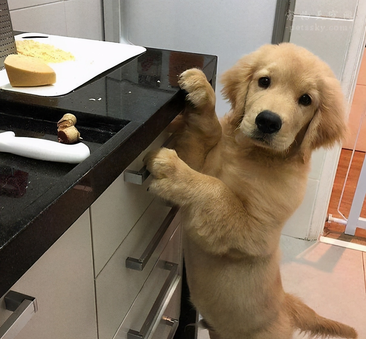 金毛为什么总是拉软便,一个月金毛拉软便怎么办