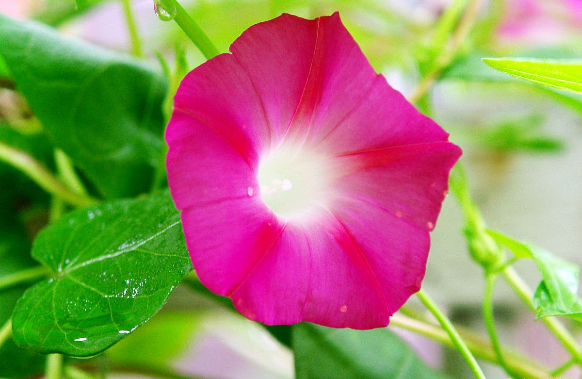 读古诗词草木芬芳,读古诗欣赏