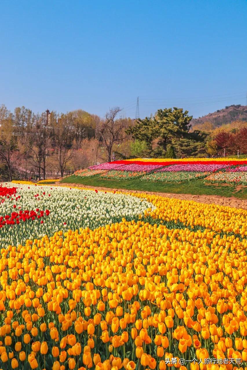 北方这座海滨老城，樱花不输日本，浪漫更胜巴黎