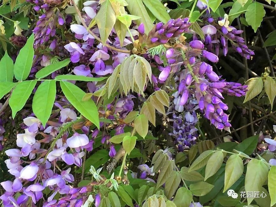 紫藤花开不负春光不负卿什么意思,紫藤花开岁月静好