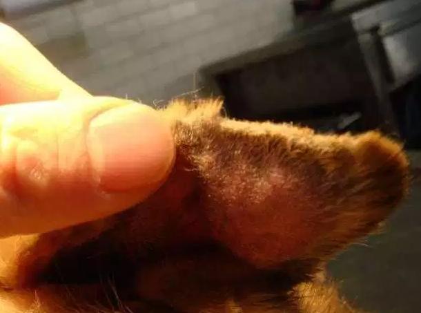 看到小狗耳朵被缝钮扣？别担心，这是“耳血肿”的特殊治疗法