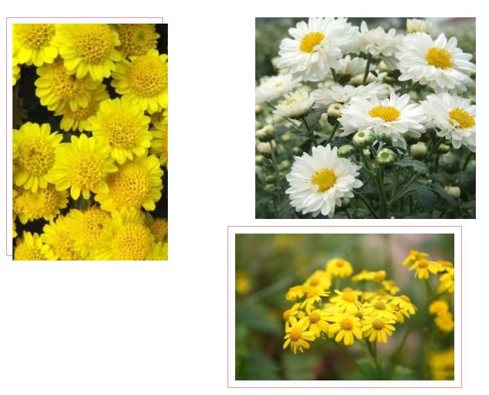 中草药各种花科普,花类的中草药有哪些