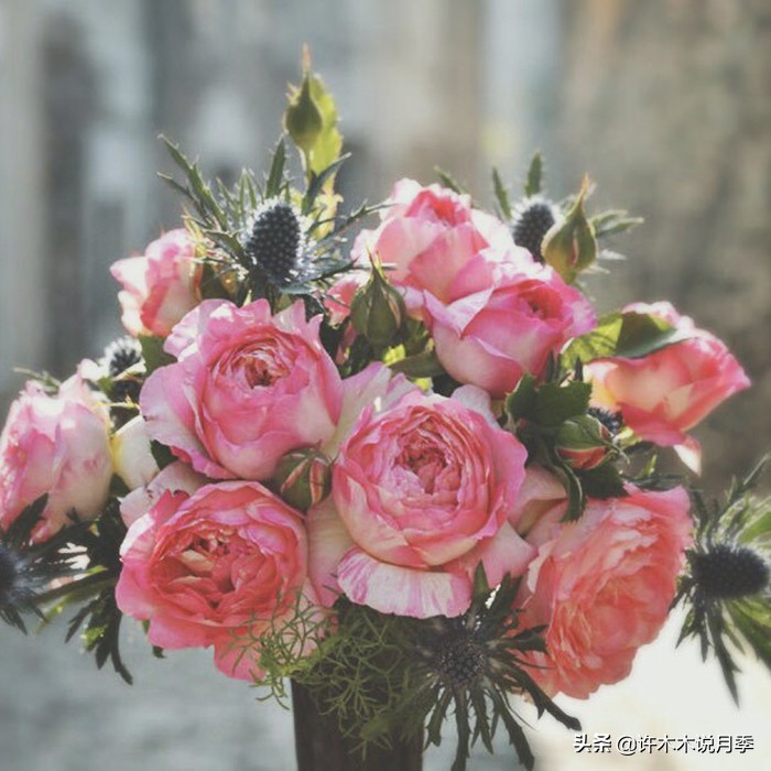 自己买玫瑰花种植,关于种植玫瑰花教程