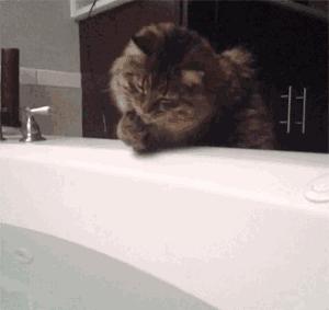 冬天给猫咪洗澡,小狗冬天洗澡注意事项