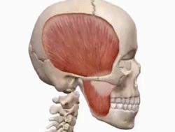 戴牙套会有下颌线,戴牙套的时候人会变丑吗