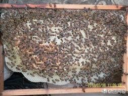 胆囊炎,中囊病是什么