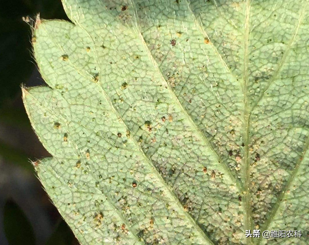 哪些红蜘蛛药能杀成螨,红蜘蛛的药可以杀蚜虫吗