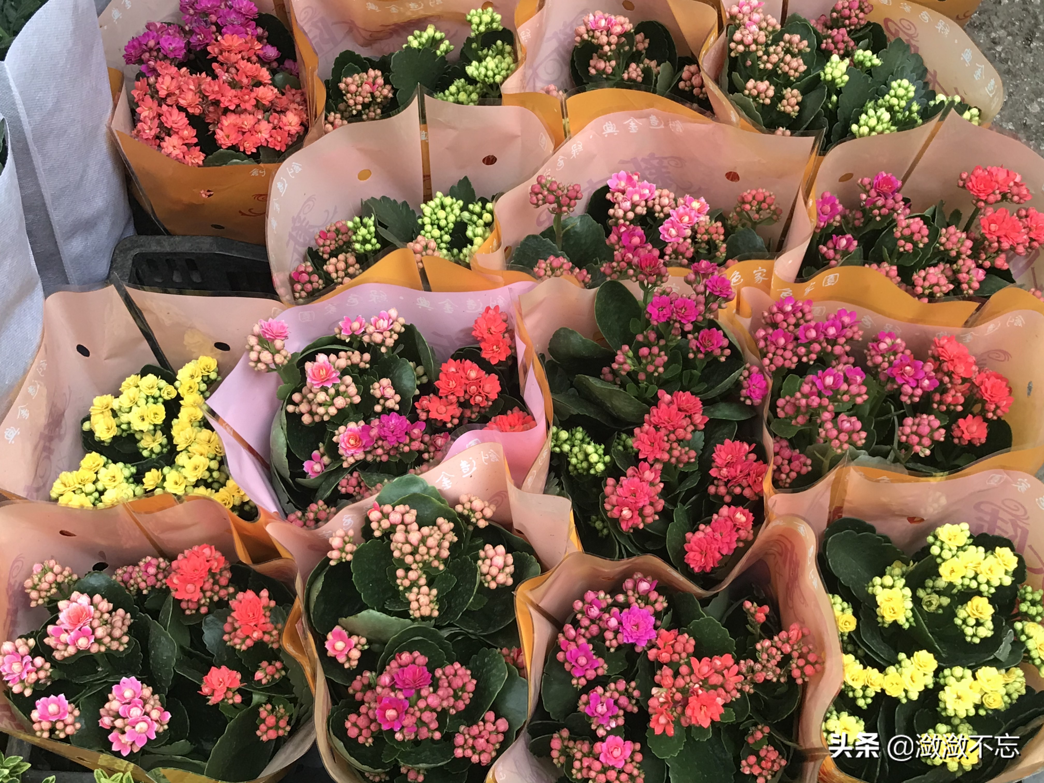 昆明哪里买花便宜又好,昆明斗南花卉市场怎么买花