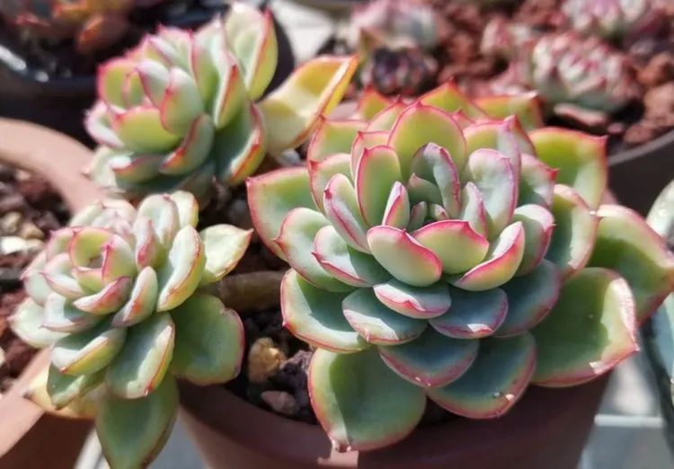 养多肉植物修身养性,多肉的习性和日常养护方法