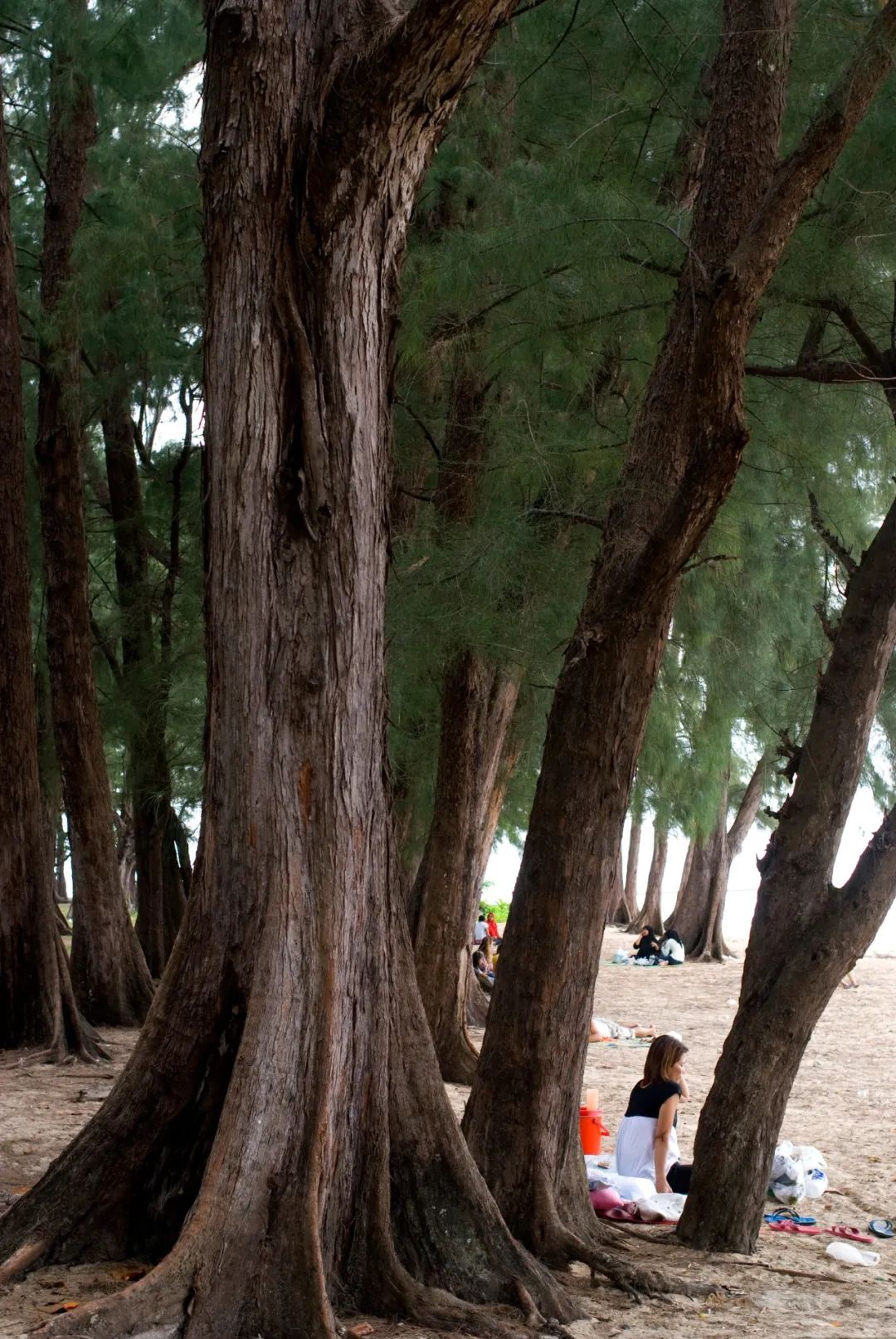 值得去的海岛城市 (更值得去的海岛)