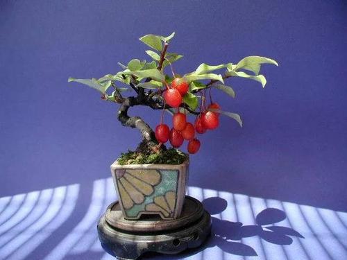 胡秃子做盆景好看吗,胡秃子盆景四季结果吗