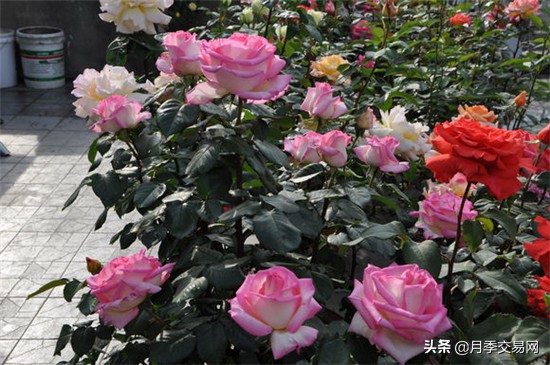 月季中的贵族名字,月季的高贵品质