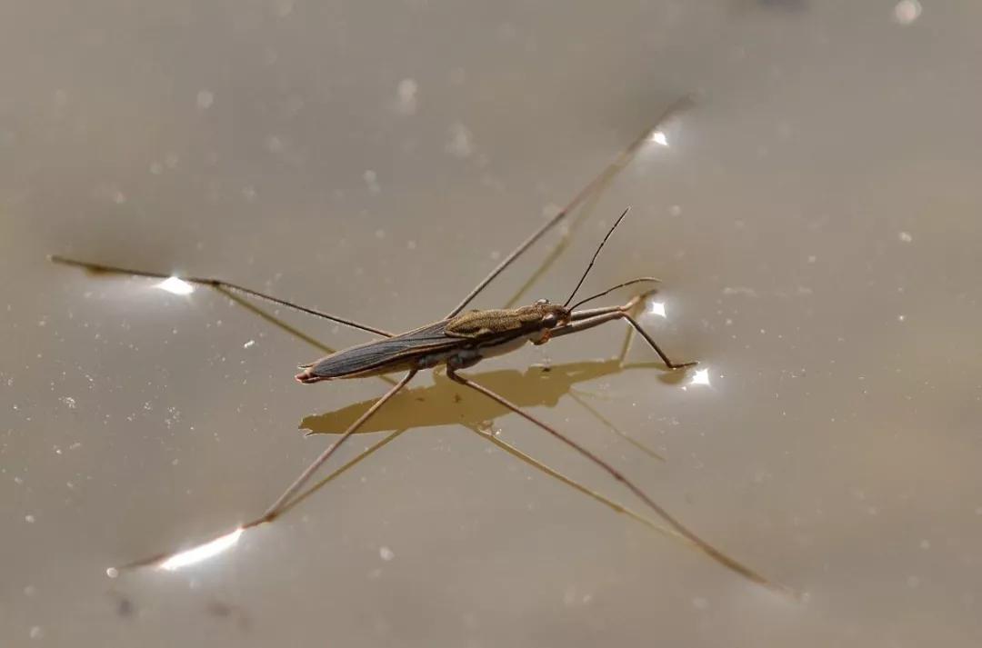 轻功水上漂踩水盆,轻功水上漂出处