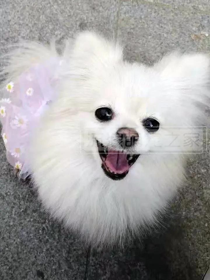 繁殖犬悲惨的下场,一只繁殖犬的悲惨生活