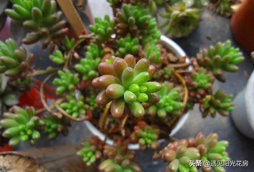 虹之玉为什么下半部分掉叶,虹之玉一直掉叶怎么办