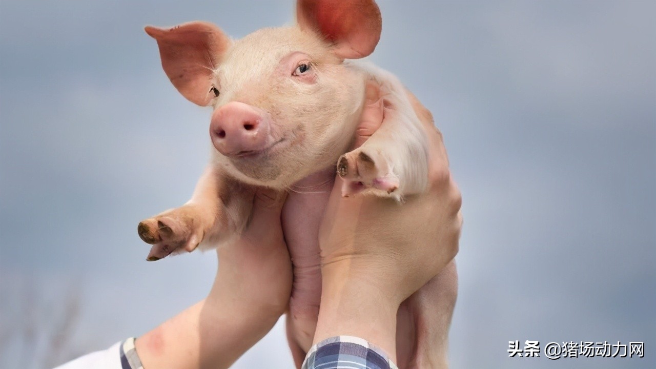 刚刚！豆粕大涨210元/吨，7月第一波饲料原料涨价潮来了