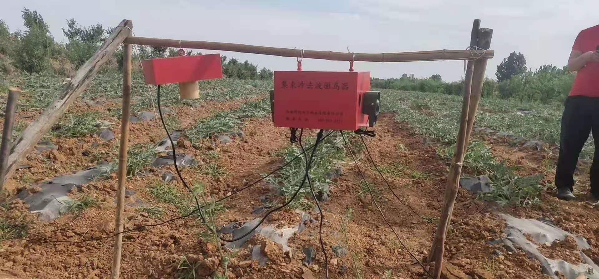 宁夏石头缝里种西瓜,宁夏农民石头地上种植西瓜的原因