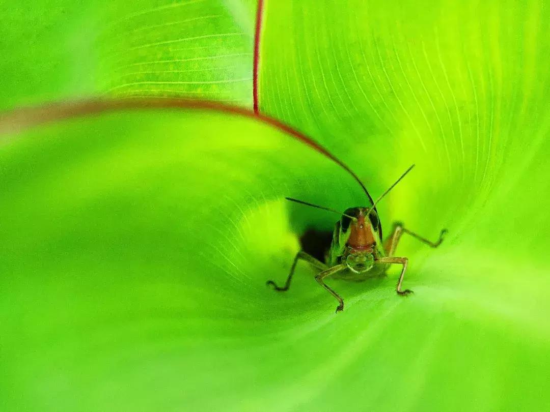 手把手教你拍摄微距花,春天拍花卉微距摄影镜头推荐