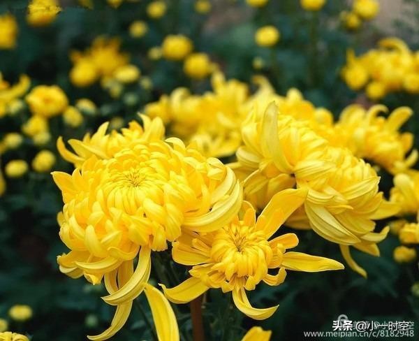 重阳节菊花诗词赏析,重阳节咏菊花的诗句