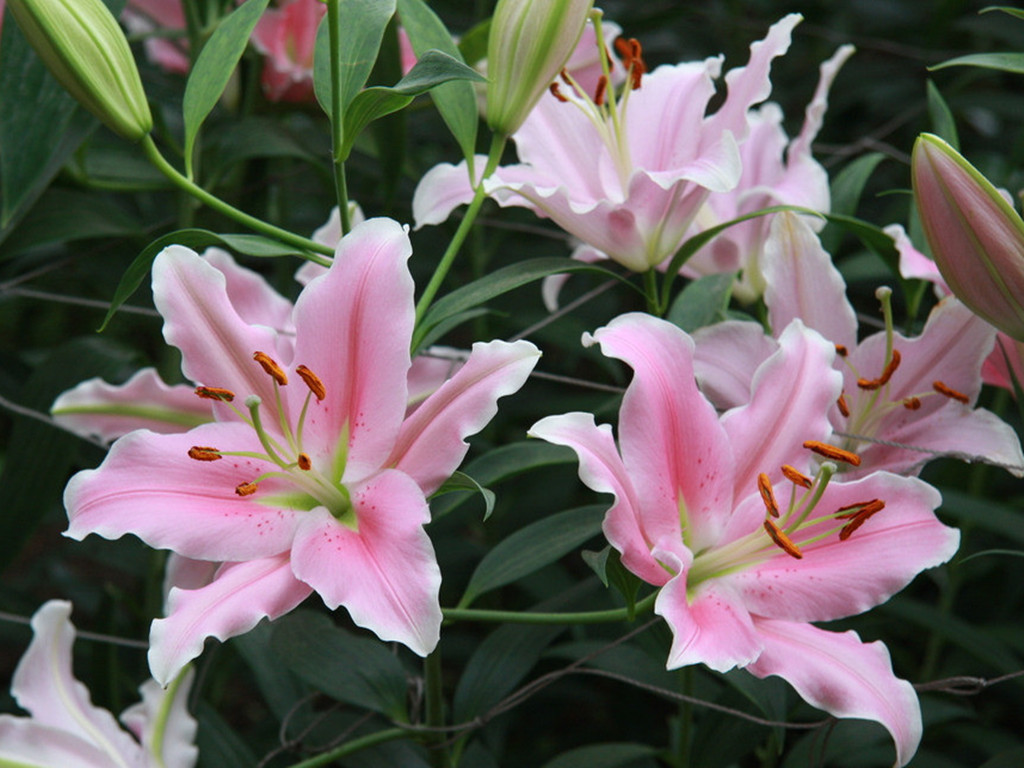 百合花开了一次怎么不开了,百合花开一半就不开了