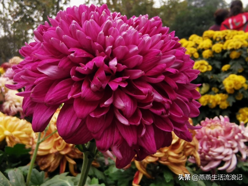 菊花开过后如何养护来年再开花,菊花的详细养护和技巧