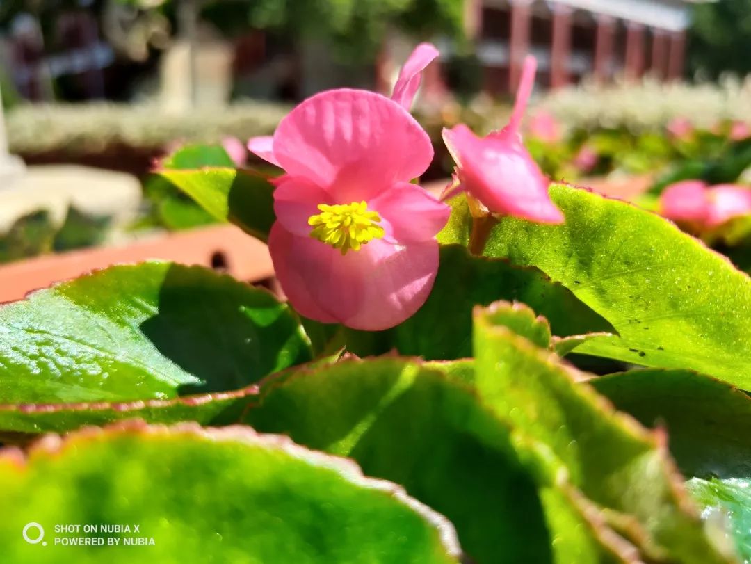 努比亚x是无法超越的经典,努比亚x颜值如何