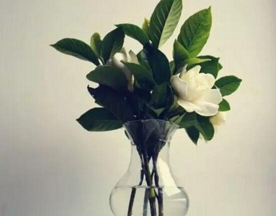 栀子花水培和土培哪种好养,栀子花修剪栀子花扦插水培