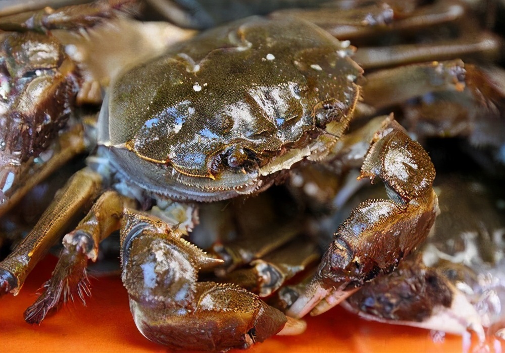 保存螃蟹不要直接放冰箱,螃蟹怎么保存能放的时间长