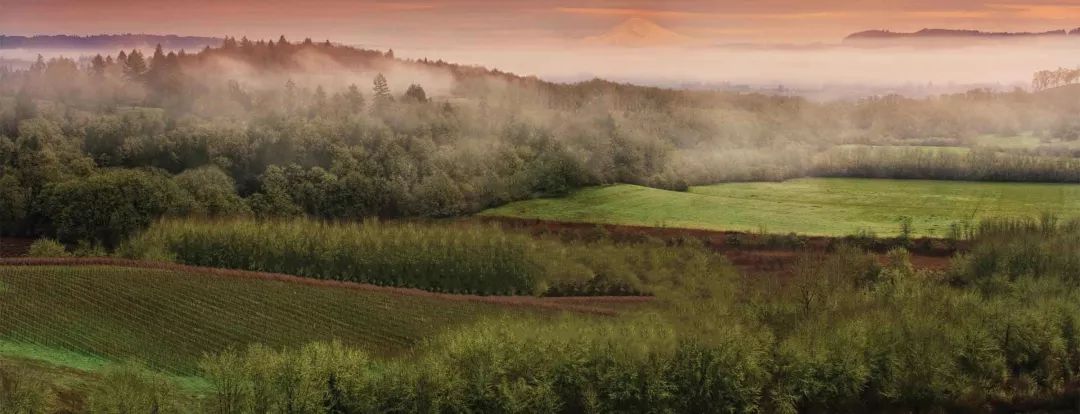 唯一和勃艮第抗衡的黑皮诺,新西兰黑皮诺对比勃艮第