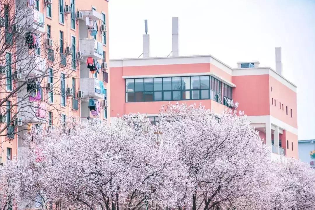 一头扎进春天里云南,美如仙境的西南民大