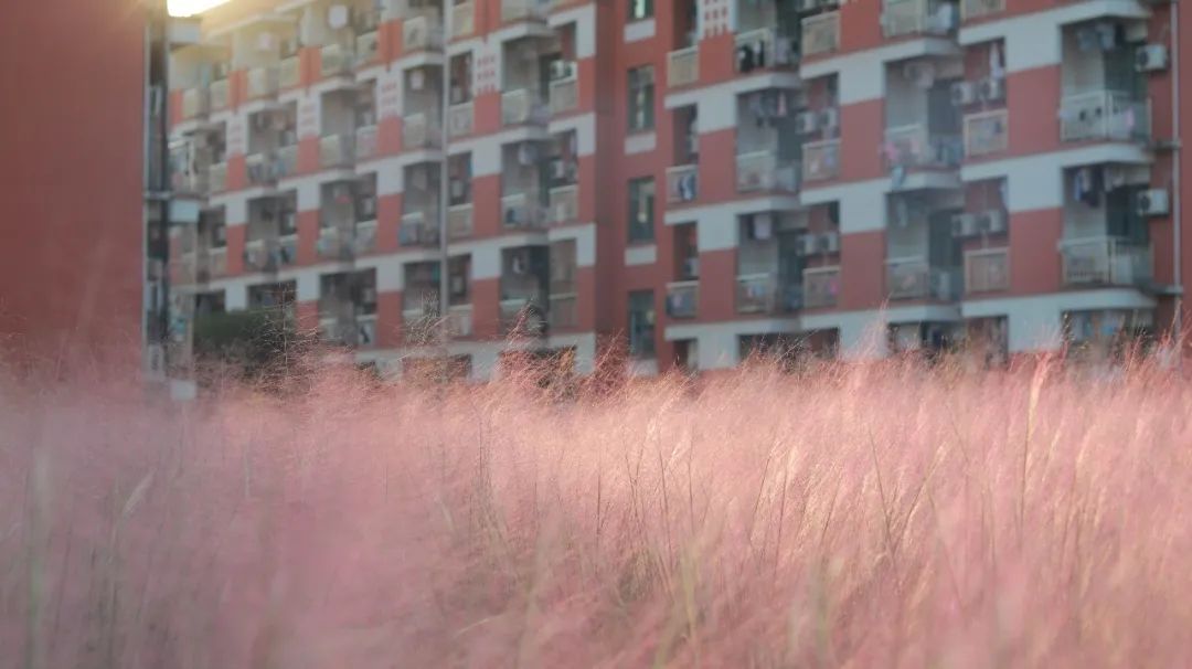 金的功用,金的功能主治