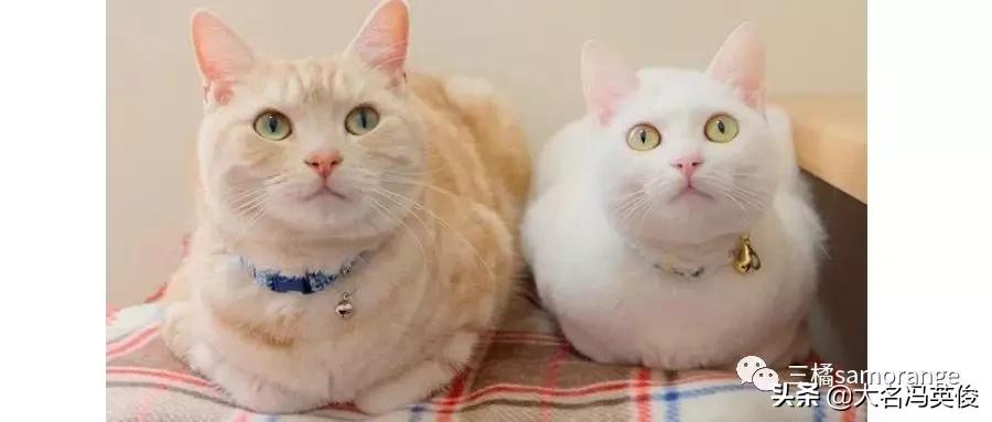 又双叒想要一只新猫咪了，该怎么做