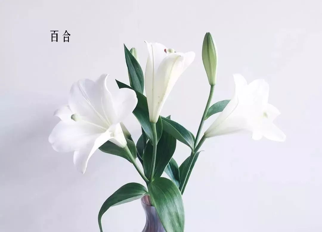 花店里同款的两种不同价格的花材,花店最容易被顾客误解的几种花材