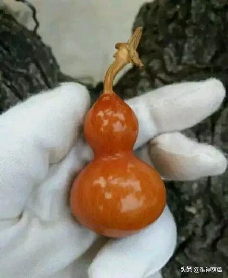 美国手捻葫芦值得盘吗,手捻葫芦已经盘了两年