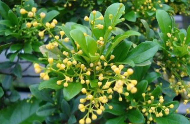 米兰花扦插方法图解,米兰花扦插的方法和时间